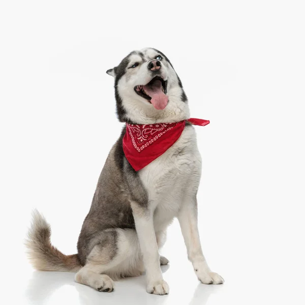 Śmieszne Husky Pies Noszenie Czerwony Bandana Wokół Szyi Dysząc Ziewanie — Zdjęcie stockowe