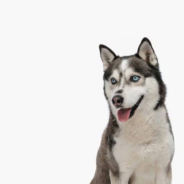 Cute Husky Looking Away Sticking Out Tongue While Sitting Front — Stock Photo, Image