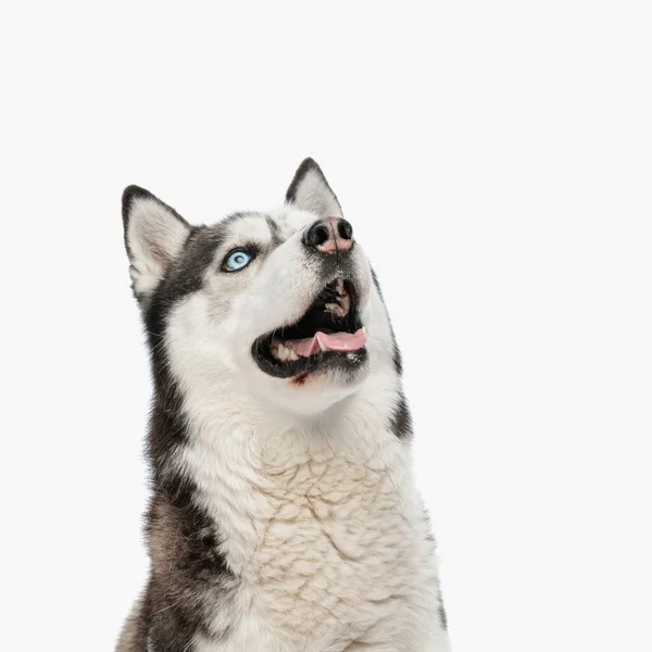好奇心旺盛な子犬が外を見上げ舌を突き出しスタジオの白い背景の前で喘ぎ座り — ストック写真