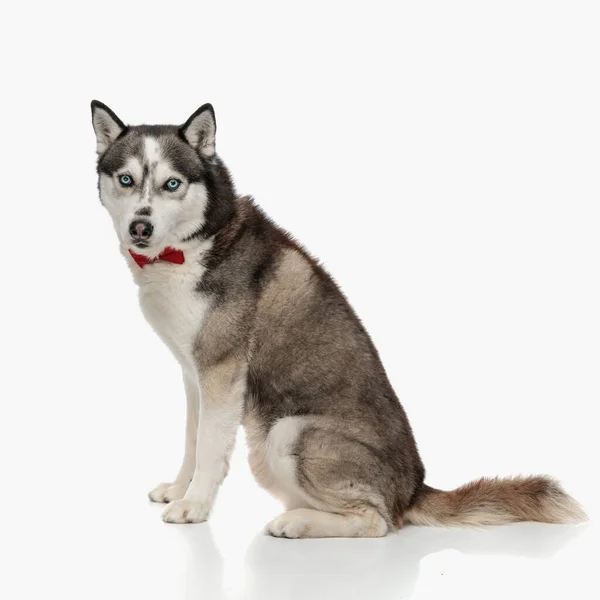Side View Elegant Husky Dog Wearing Red Bowtie Sitting Looking — Stock Photo, Image