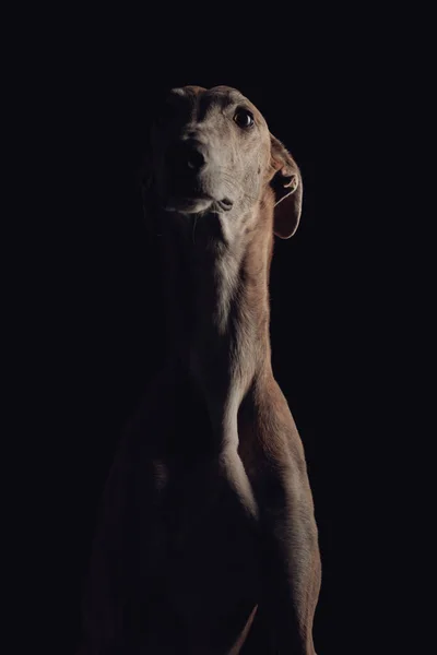 Симпатичная Английская Брейхундовая Собака Сидит Смотрит Вперед Перед Черным Фоном — стоковое фото