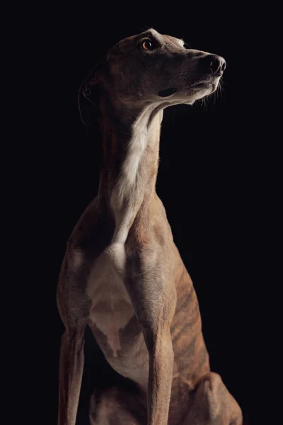 Красивая Английская Охотничья Собака Смотрящая Сторону Сидящая Перед Черным Фоном — стоковое фото