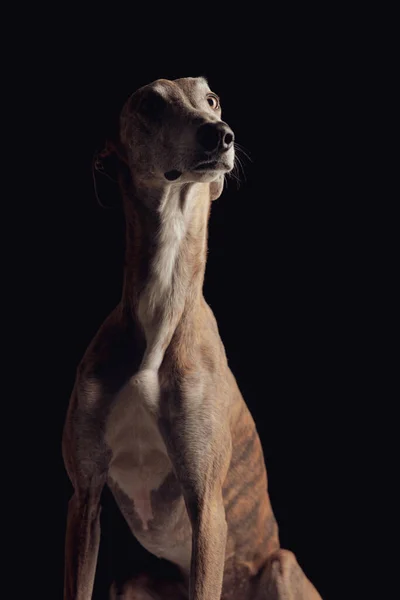Χαριτωμένο Αγγλικό Κυνηγόσκυλο Λεπτά Πόδια Κάθεται Και Κοιτάζοντας Μακριά Μπροστά — Φωτογραφία Αρχείου