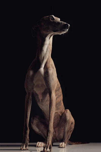 Beautiful Greyhound Dog Thin Legs Looking Side Sitting Front Black — Stock Photo, Image