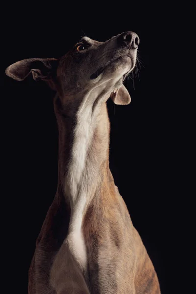 好奇心旺盛なイギリス人のグレイハウンド犬が黒い背景の前に座り — ストック写真