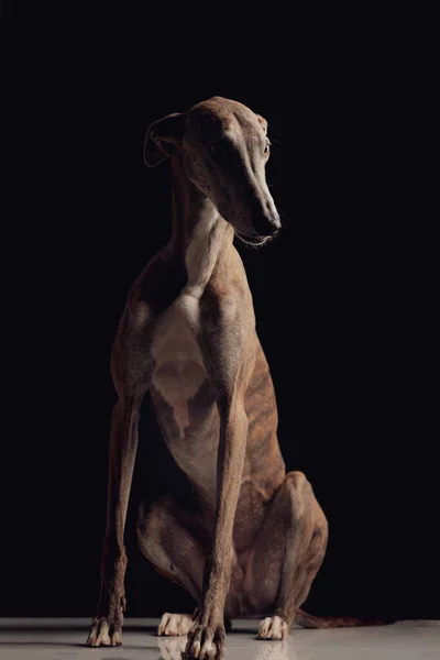 長い脚を持ち黒い背景の前に座っているかわいいグレイハウンド犬 — ストック写真