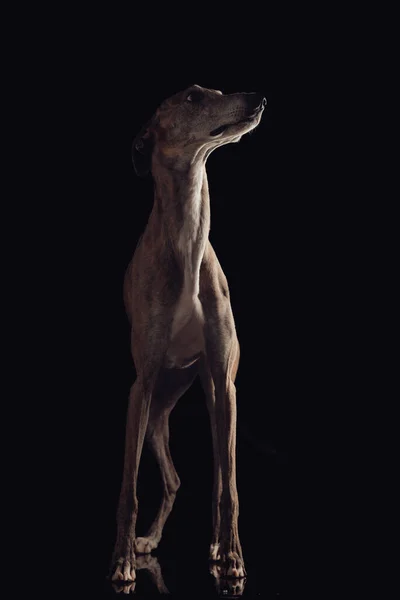 Ansioso Cão Galgo Com Pernas Finas Olhando Para Lado Frente — Fotografia de Stock