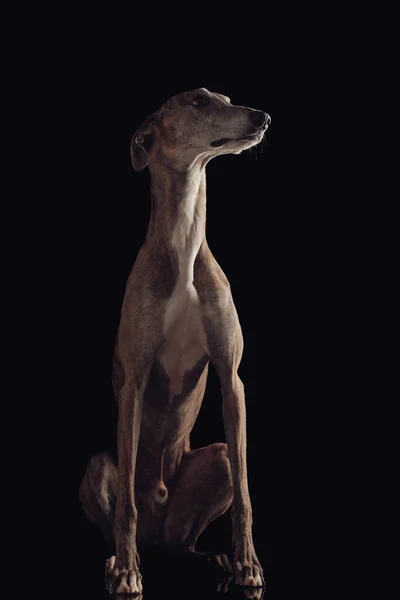 Curious English Greyhound Dog Sitting Looking Side Front Black Background — Stock Photo, Image