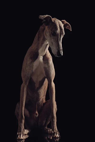 Adorable Greyhound Dog Long Legs Looking Sitting Front Black Background — Stock Photo, Image