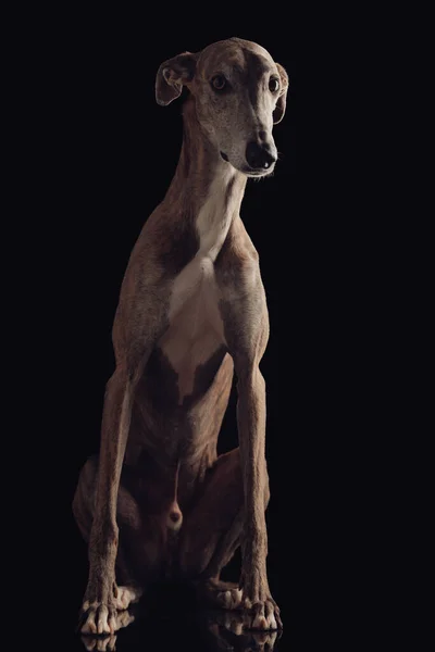 Χαριτωμένο Αγγλικό Λαγωνικό Σκυλί Κοκαλιάρικα Πόδια Κάθεται Και Ανυπομονούμε Μπροστά — Φωτογραφία Αρχείου