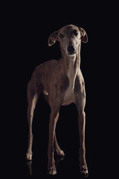 Λεπτό Αγγλικό Λαγωνικό Σκυλί Κοκαλιάρικα Πόδια Κοιτάζει Μακριά Και Στέκεται — Φωτογραφία Αρχείου