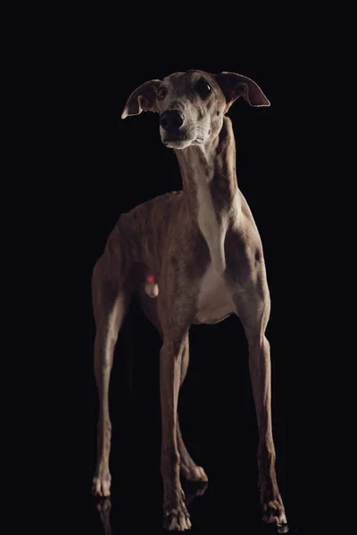 Цікава Англійська Собака Грейхаунд Яка Дивиться Вгору Голодує Стоячи Перед — стокове фото