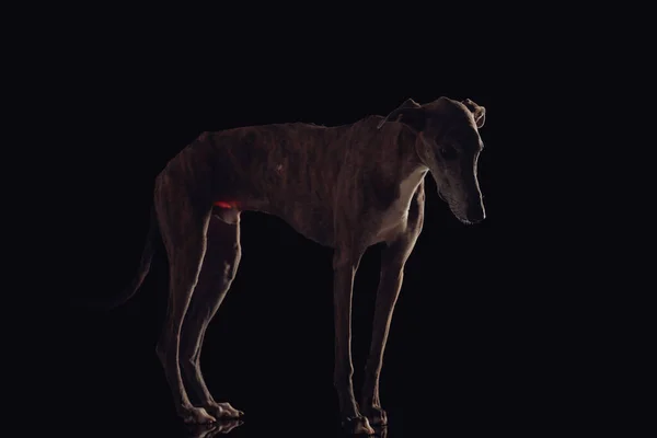Πλαϊνή Όψη Αξιολάτρευτο Κυνηγόσκυλο Λεπτά Πόδια Κοιτάζοντας Προς Κάτω Πλευρά — Φωτογραφία Αρχείου