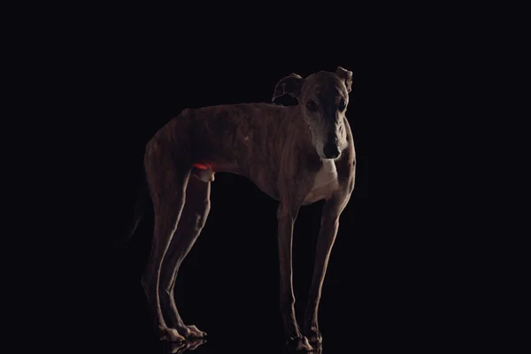 Вид Збоку Худорляву Собаку Довгими Ногами Яка Дивиться Вперед Стоїть — стокове фото