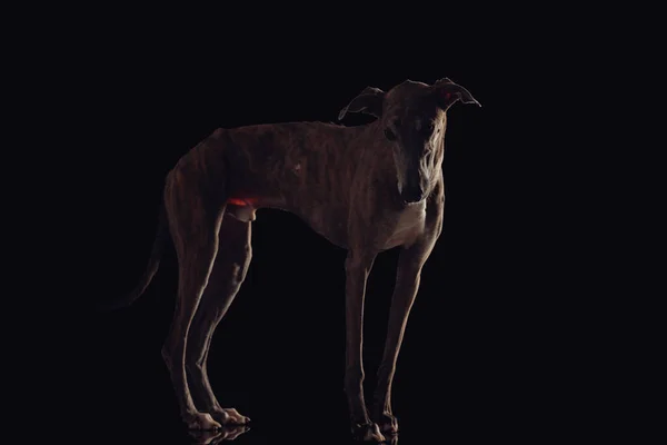 stock image side view of english hound dog with skinny legs for running looking down in front of black background in studio