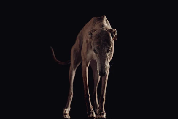 Цікавий Собака Грейхаунд Який Дивиться Вниз Підлогу Шукає Стоячи Перед — стокове фото