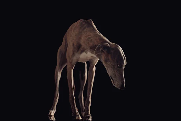 Цікавий Англійський Собака Тонкими Ногами Стоять Дивляться Вниз Перед Чорним — стокове фото