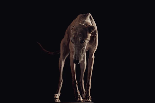 Чарівний Мисливський Собака Худими Ногами Дивиться Вниз Стоїть Перед Чорним — стокове фото