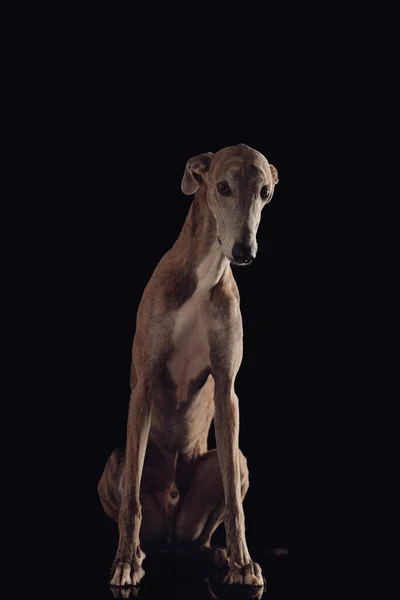 薄い脚を持つ謙虚な英語のグレイハウンド犬がスタジオで黒い背景の前に座って見下ろしています — ストック写真