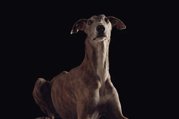 Ansioso Cão Galgo Olhando Para Cima Sendo Curioso Enquanto Deitado — Fotografia de Stock