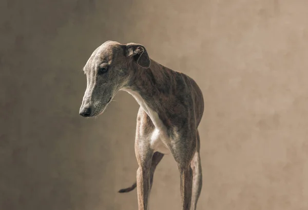 Όμορφο Αγγλικό Λαγωνικό Σκυλί Μακριά Πόδια Κοιτάζοντας Κάτω Και Στέκεται — Φωτογραφία Αρχείου