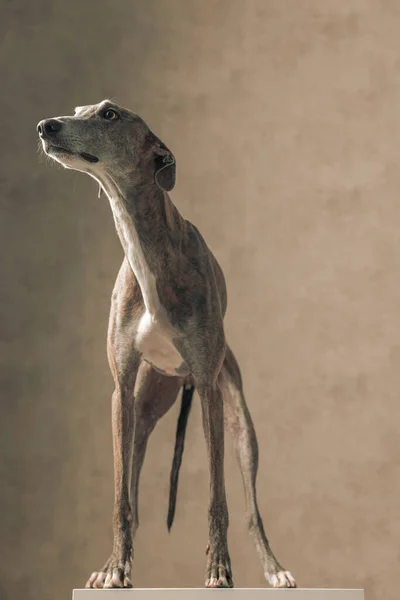 Ansioso Cão Cão Caça Inglês Com Pernas Magras Olhando Para — Fotografia de Stock