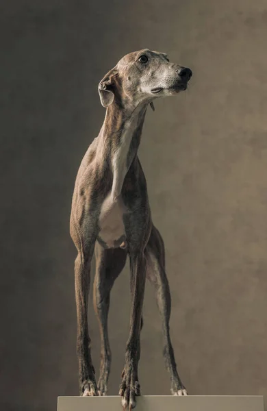 Curious English Greyhound Dog Standing Looking Side Front Beige Background — Stock Photo, Image