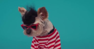 Yaşlı Yorkshire teriyer köpeği güneş gözlüklü punk peruk takıyor ve gençlik ruhunu canlı tutuyor.