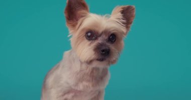 Meraklı küçük Yorkshire teriyer köpeği gözlerini kaçırıyor, yeri eşeliyor ve mavi arka planın önünde duruyor.
