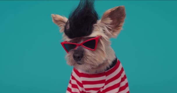 Grappig Yorkie Puppy Met Punk Pruik Zonnebril Trui Kijken Beide — Stockvideo