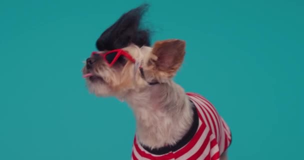 可爱的小猎狗 戴着假发 太阳镜和蓝色背景的毛衣 伸出舌头 舔鼻涕 — 图库视频影像