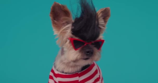 Engraçado Yorkie Filhote Cachorro Vestindo Punk Peruca Óculos Sol Suéter — Vídeo de Stock