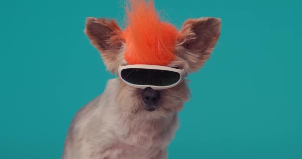 可爱的小猎狗 头戴橙色朋克假发 戴着雪球眼镜 坐在蓝色的背景前环顾四周 — 图库视频影像