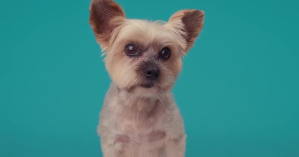 Beautiful Little Yorkshire Terrier Puppy Looking Forward Sitting Front Blue — Stock Video