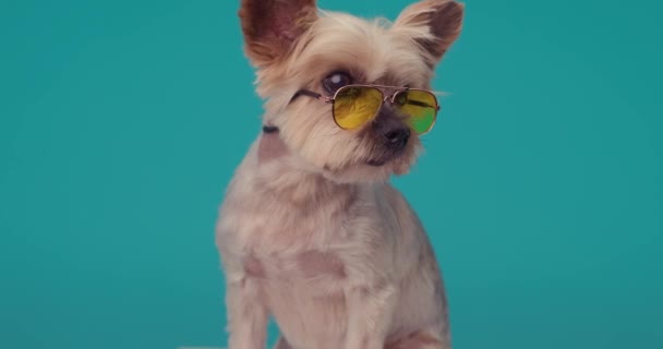 Zabawny Pies Terrier Yorkshire Okularami Przeciwsłonecznymi Siedzący Patrzący Przodu Niebieskiego — Wideo stockowe