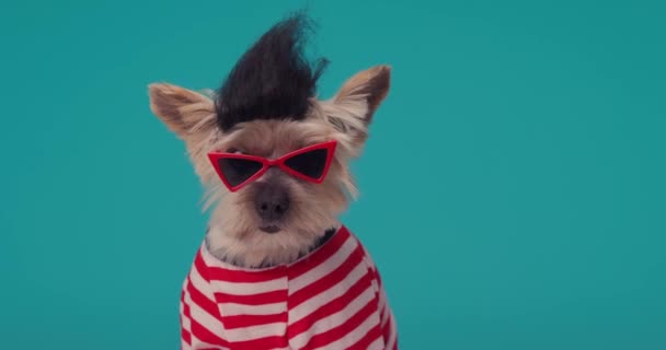 Cool Yorkshire Terrier Szczeniak Peruką Okulary Przeciwsłoneczne Sweter Zachowując Jego — Wideo stockowe