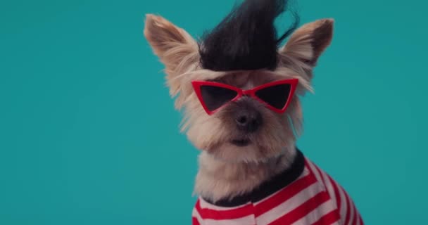 クレイジーヨークシャーテリア犬サングラスを身に着けています パンクウィッグ側と青の背景の前に周りを見ます — ストック動画