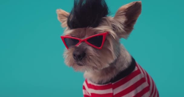 Adorable Perro Yorkie Con Peluca Loca Punk Gafas Sol Mirando — Vídeo de stock