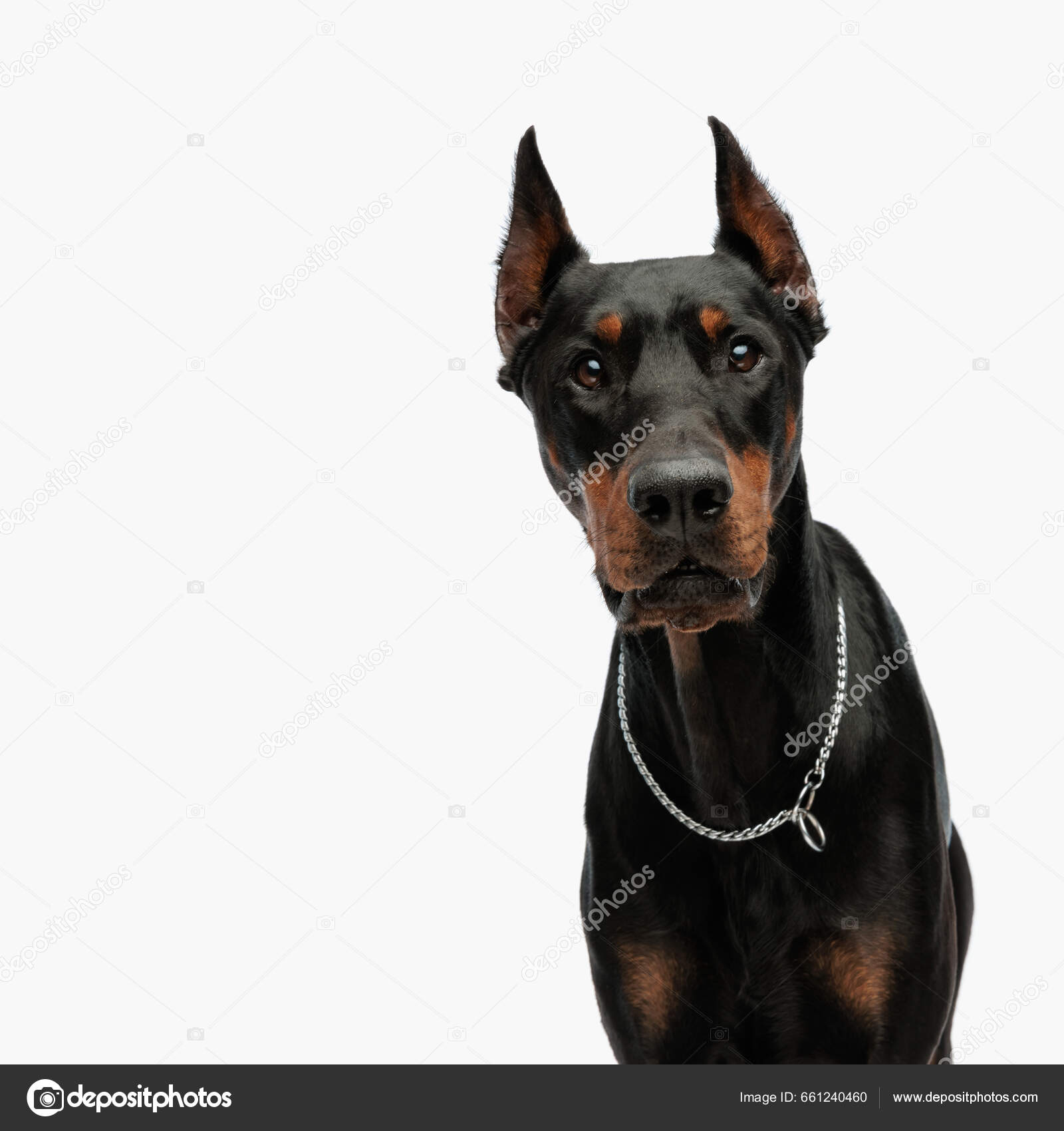 Doberman guard dogs images libres de droit, photos de Doberman guard dogs |  Depositphotos