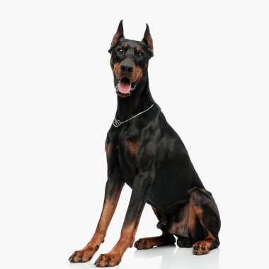 heyecanlı dobermann köpek dışarı dil sarkıyor ve nefes nefese ileri bakarak stüdyoda açık gri arka planda oturuyor