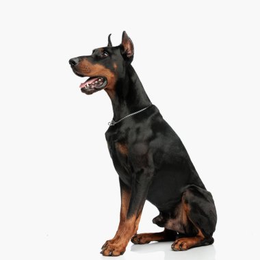 Dobermann köpek yavrusunun yandan bakışı, dili dışarı çıkmış ve soluk soluğa açık gri arka planda otururken.