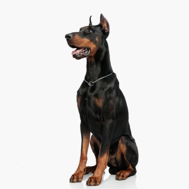 Gümüş yakalı sevimli Dobermann köpek yavrusu açık gri arka planda otururken soluk soluğa ve yana bakıyor.