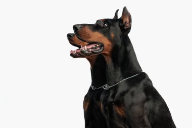 İki Dobermann köpeğinin portresi yukarı bakıyor ve açık gri arka planda otururken dilleri açık soluk soluğa kalıyorlar.