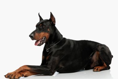 # Güzel Dobermann köpek yavrusu # # Dilini çıkarıp soluk soluğa #
