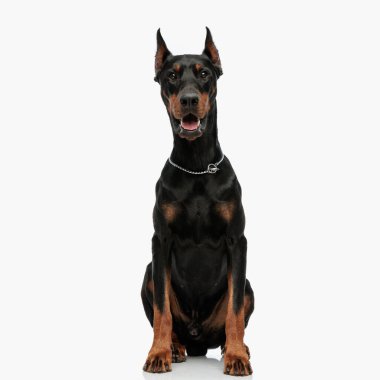 Açık gri arka planda otururken dilini çıkarıp nefes nefese kalan gümüş yakalı mutlu Dobermann köpeği.