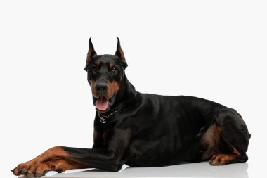 Tatlı Dovermann köpeğinin yan görünüşü açık gri arka planda soluk soluğa kalmış ve dilini dışarı çıkarmış.