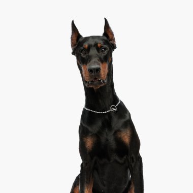 Gümüş yakalı şirin Dobermann köpeğinin portresi ileriye bakıyor ve açık gri arka planda oturuyor.