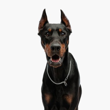 Gümüş yakalı şirin Dobermann 'ın portresi ileriye bakıyor ve açık gri arka planda soluyor.
