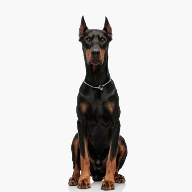 Tasmalı güzel Dobermann köpeğinin portresi açık gri arka planda oturuyor ve ileriye bakıyor.