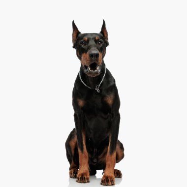 Gümüş yakalı kızgın Dobermann köpeği açık gri arka planda otururken ileriye bakıyor ve havlıyor.